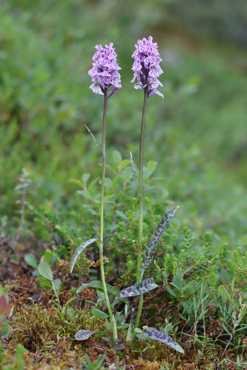 Изображение особи Dactylorhiza psychrophila.