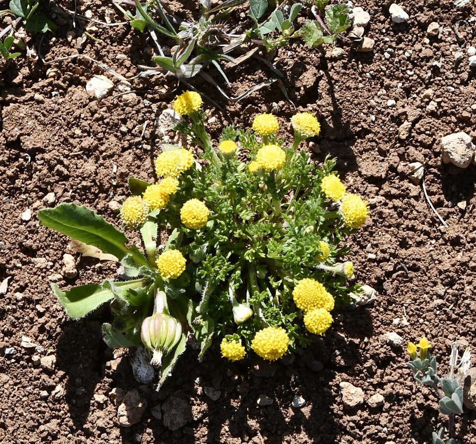 Изображение особи Anthemis rigida.