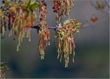 Acer negundo