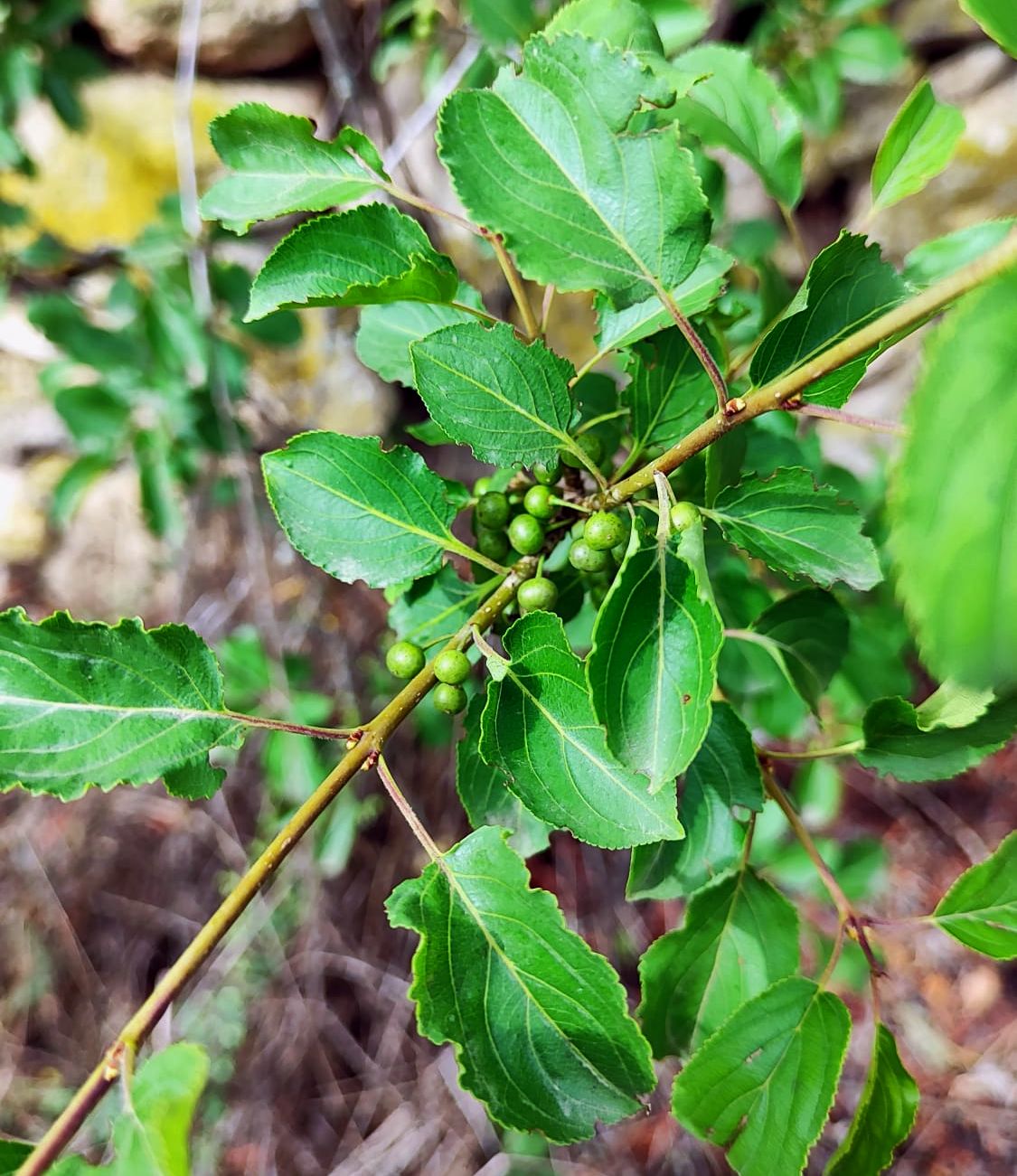 Image of Rhamnus tinctoria specimen.