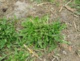 Capsella bursa-pastoris. Цветущее растение (верхняя часть срезана). Московская обл., Павлово-Посадский ГО, г. Электрогорск, Тёплые озёра, берег озера №1. 18.05.2025.