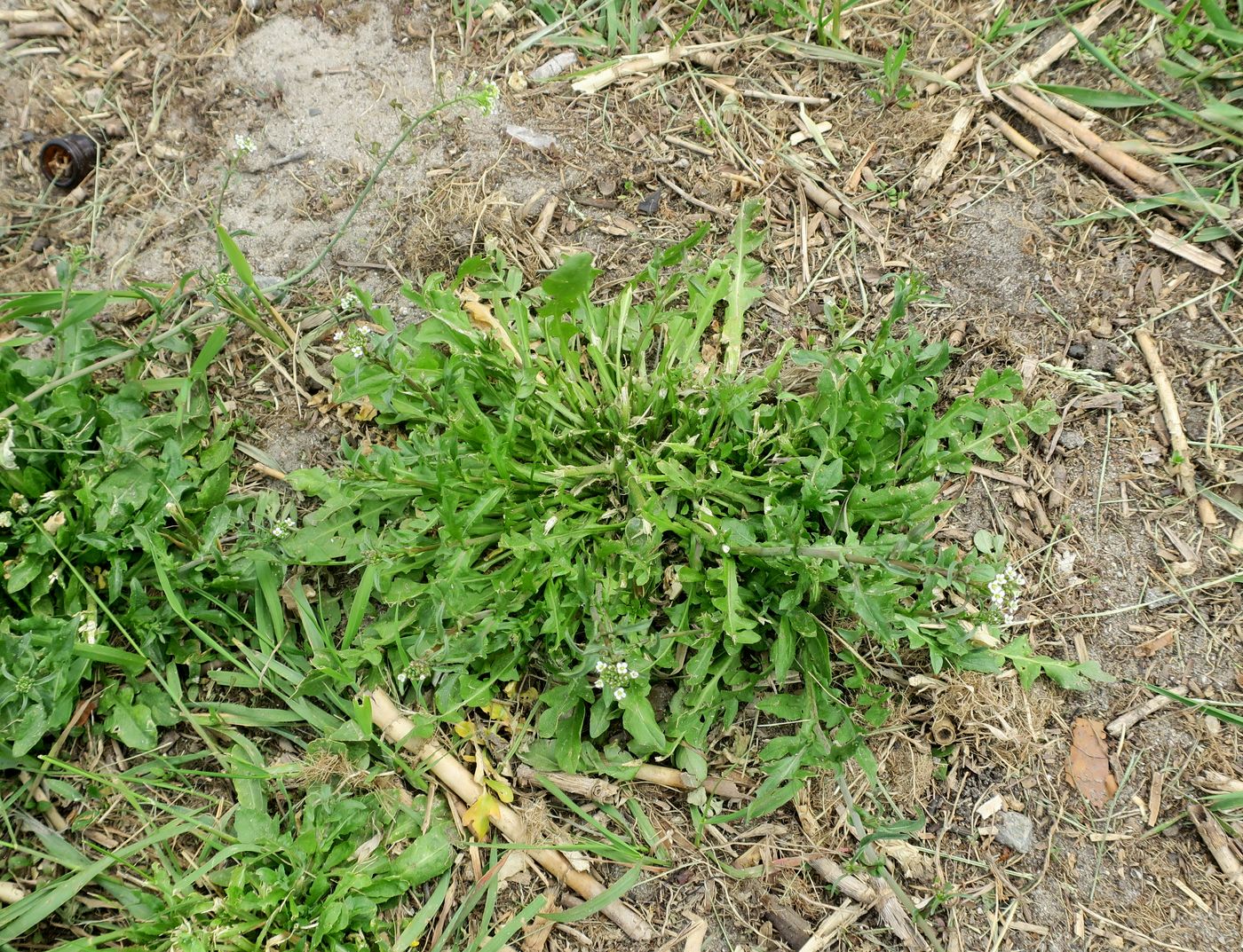 Image of Capsella bursa-pastoris specimen.