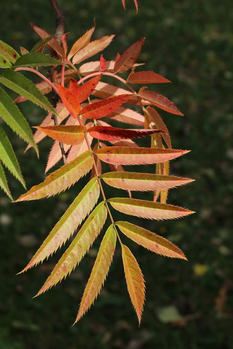 Image of genus Sorbus specimen.