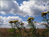 Tanacetum vulgare