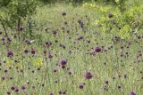 Allium rotundum
