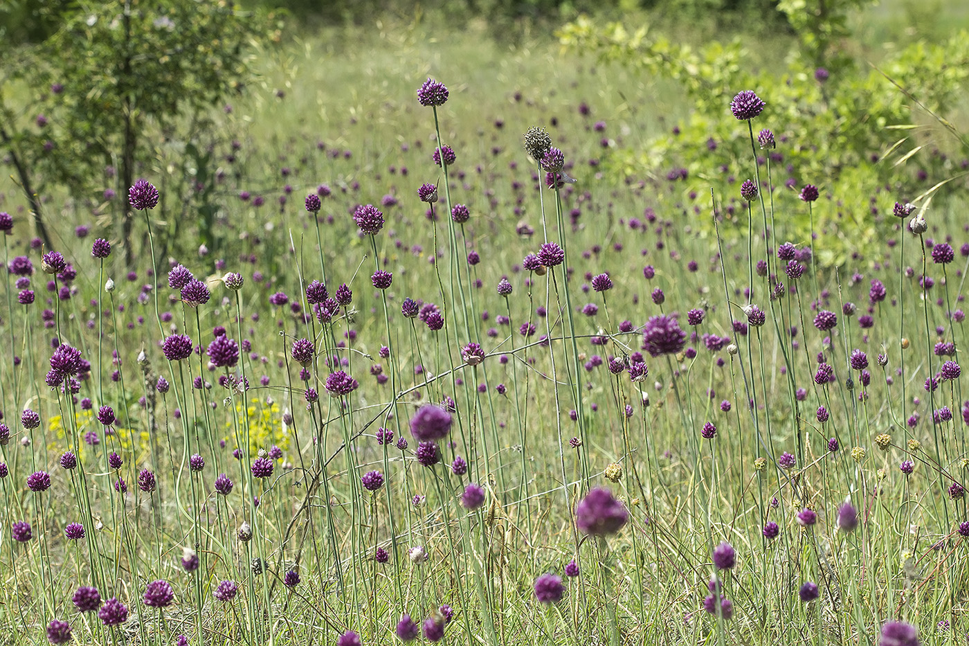 Image of Allium rotundum specimen.