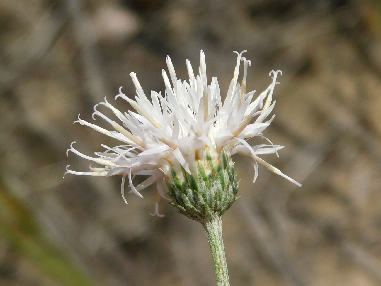Image of Jurinea thyrsiflora specimen.
