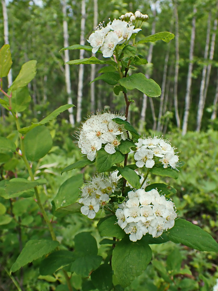 Изображение особи Spiraea flexuosa.