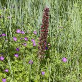Echium russicum