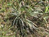 Phleum phleoides. Вегетирующее и плодоносящее растение. Тверская обл., Калининский МО, устье р. Кава, сухой луг на склоне речной террасы. 22.09.2024.