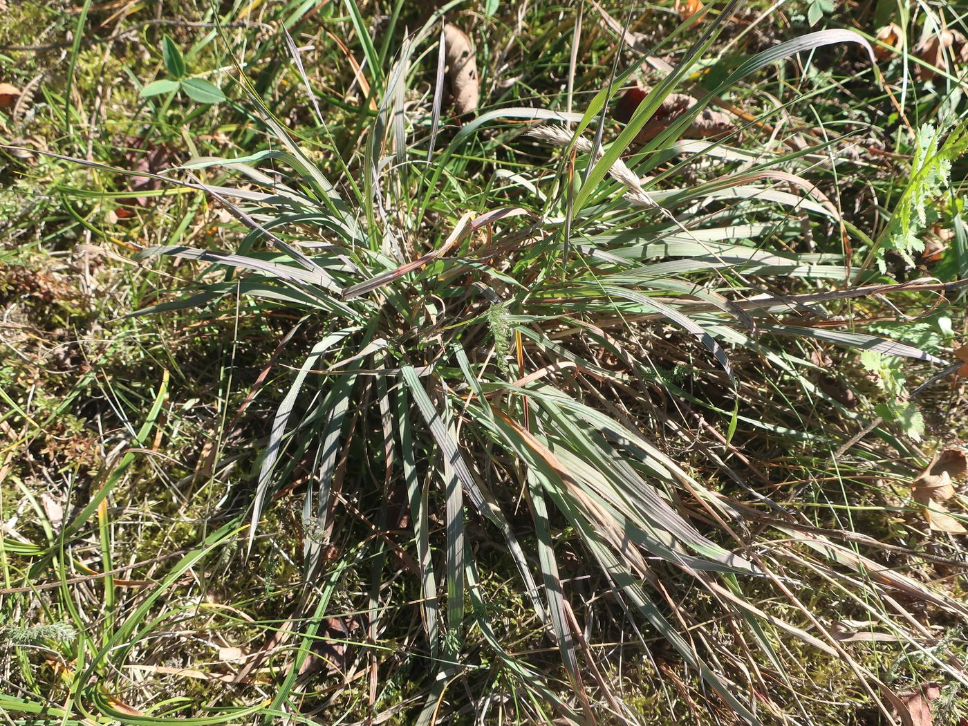 Image of Phleum phleoides specimen.