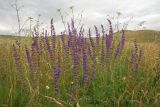 Salvia tesquicola