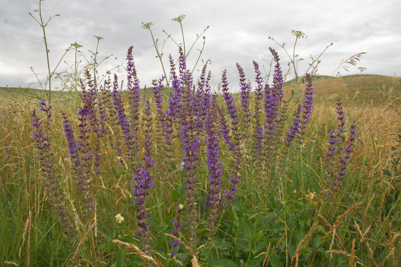 Image of Salvia tesquicola specimen.