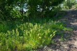 Poa bulbosa