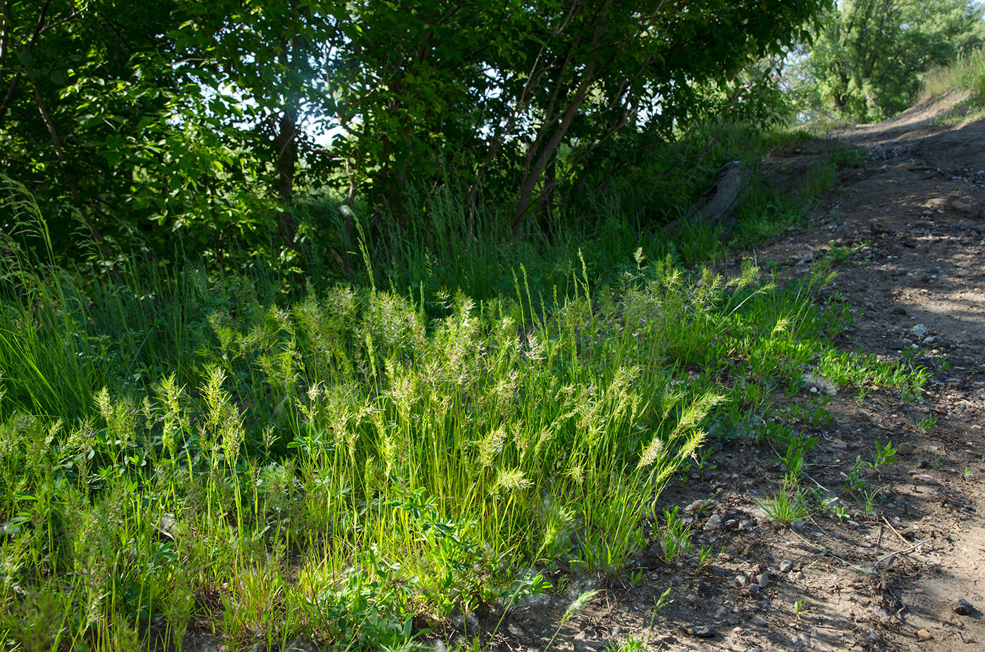 Image of Poa bulbosa specimen.