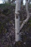 Populus tremula. Нижняя часть ствола. Турция, ил Ван, р-н Битлис, кальдера Немрут, перешеек между оз. Немрут и оз. Ылы, лес. 22 мая 2025 г.