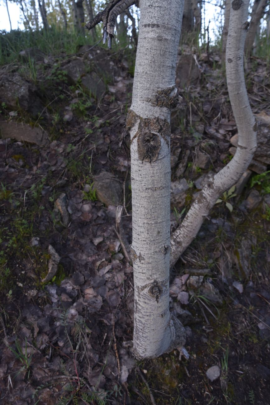 Изображение особи Populus tremula.