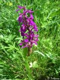 Anacamptis laxiflora подвид elegans. Цветущее растение. Крым, Байдарская долина, окр. с. Тыловое, разлив источника Биюк-Чокрак. 10.06.2010.