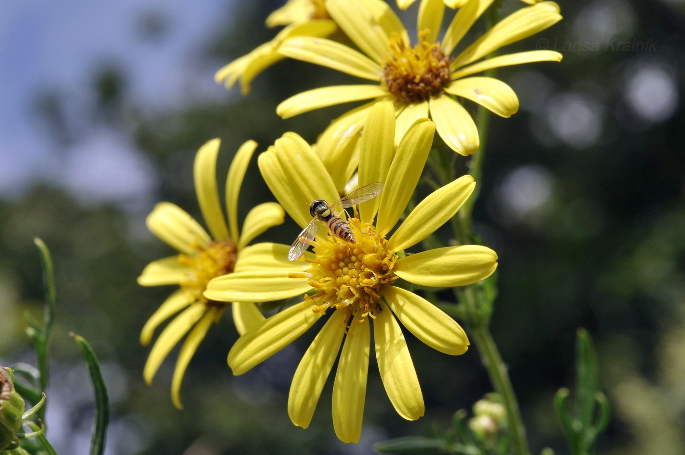 Image of Senecio argunensis specimen.