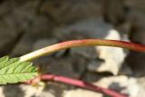 Potentilla reptans. Часть стебля и верхушка листочка. Псковская обл., Псковский р-н, окр. погоста Выбуты, берег р. Великая, на известняке у подошвы обрыва. 02.08.2025.