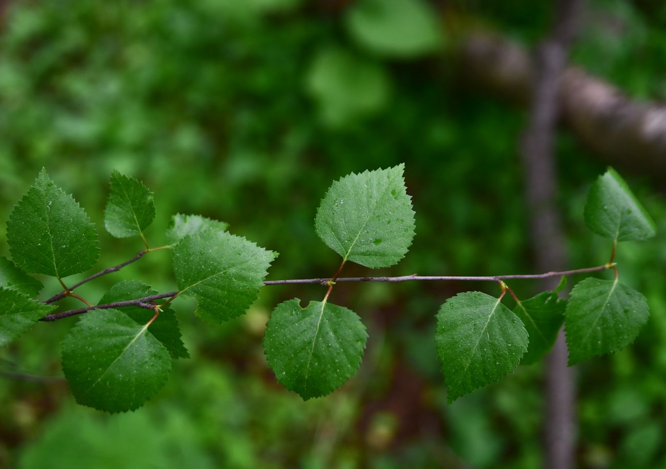 Image of genus Betula specimen.