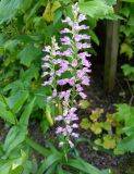 Dactylorhiza iberica
