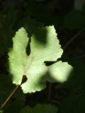 Image of taxon representative. Author is Раду Кибзий