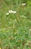 Anemonastrum sibiricum. Цветущее растение. Камчатский край, Елизовский р-н, р-н 210-го км Мильковской трассы, дол. р. Быстрая, ур. Ганальская тундра, ≈ 500 м н.у.м., кустарничковая тундра. 29.06.2025.