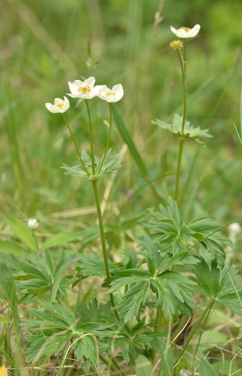 Изображение особи Anemonastrum sibiricum.