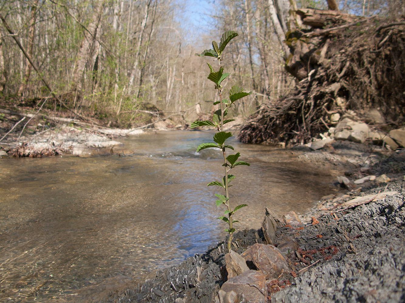 Изображение особи Alnus barbata.