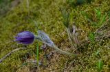Pulsatilla patens. Цветущее растение. Башкортостан, Зилаирский р-н, Зилаирский сельсовет, окр. с. Зилаир, дол. р. Зилаир, склон прибрежного скальника, во мху. 2 мая 2025 г.