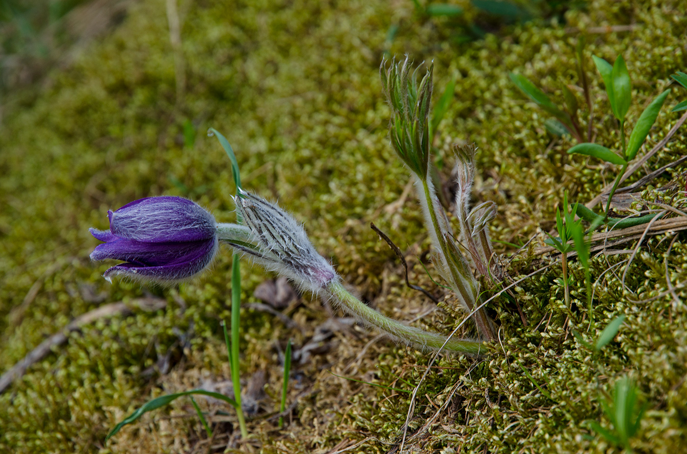 Изображение особи Pulsatilla patens.