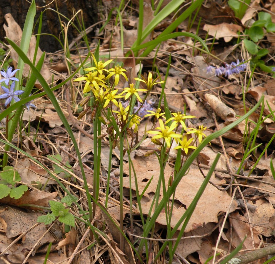 Image of Gagea erubescens specimen.