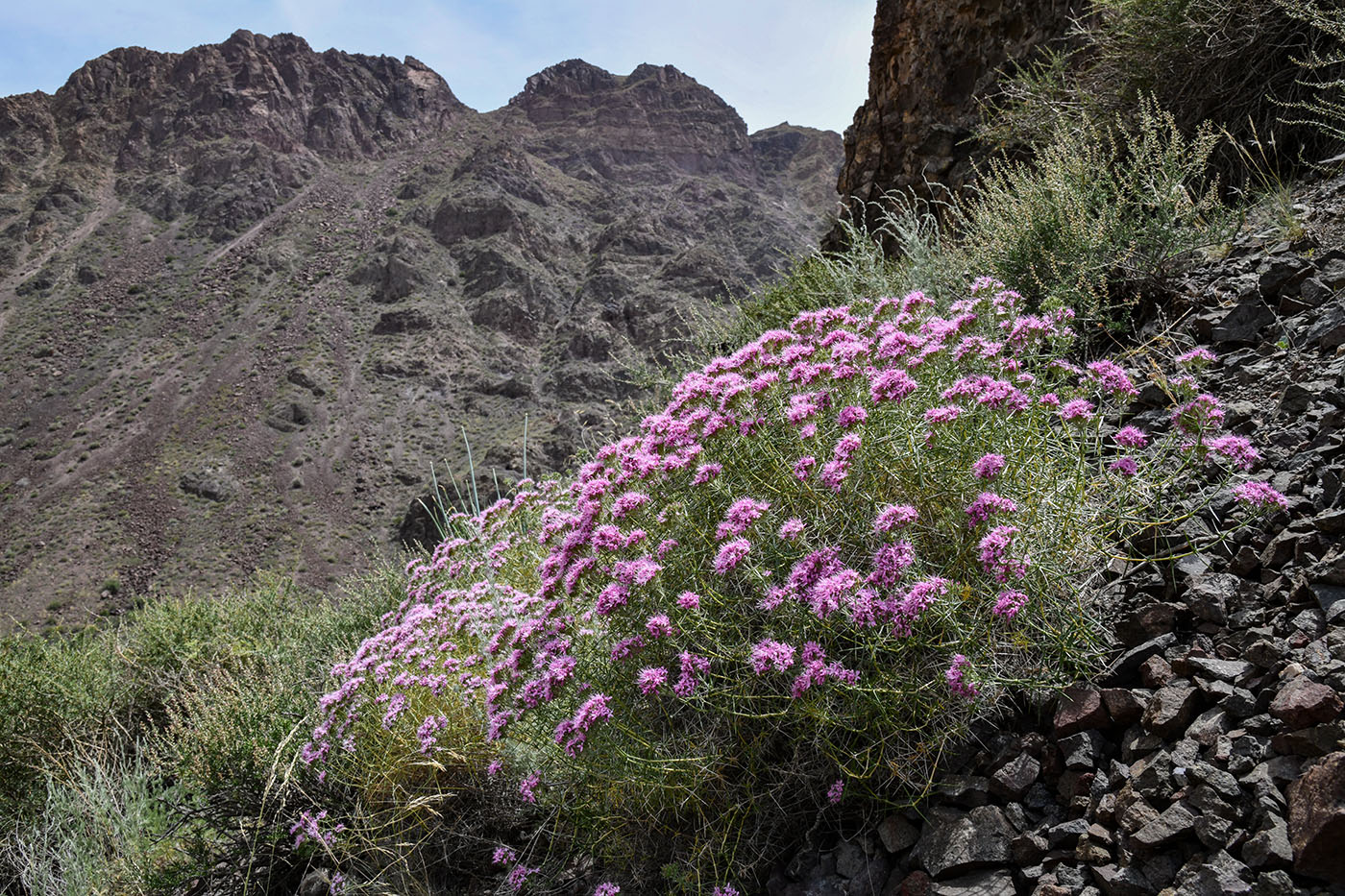 Изображение особи Acanthophyllum pungens.