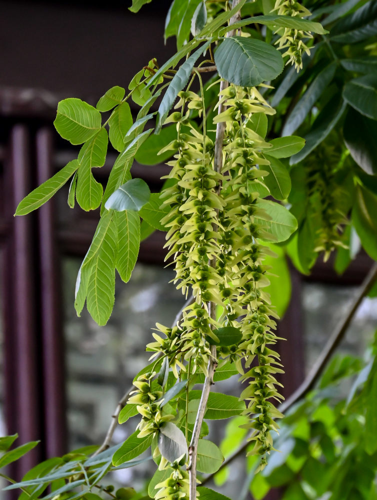 Image of Pterocarya stenoptera specimen.