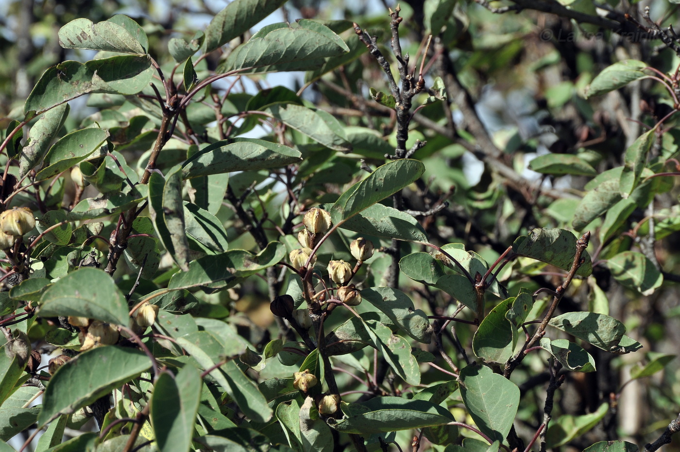 Изображение особи Exochorda racemosa.