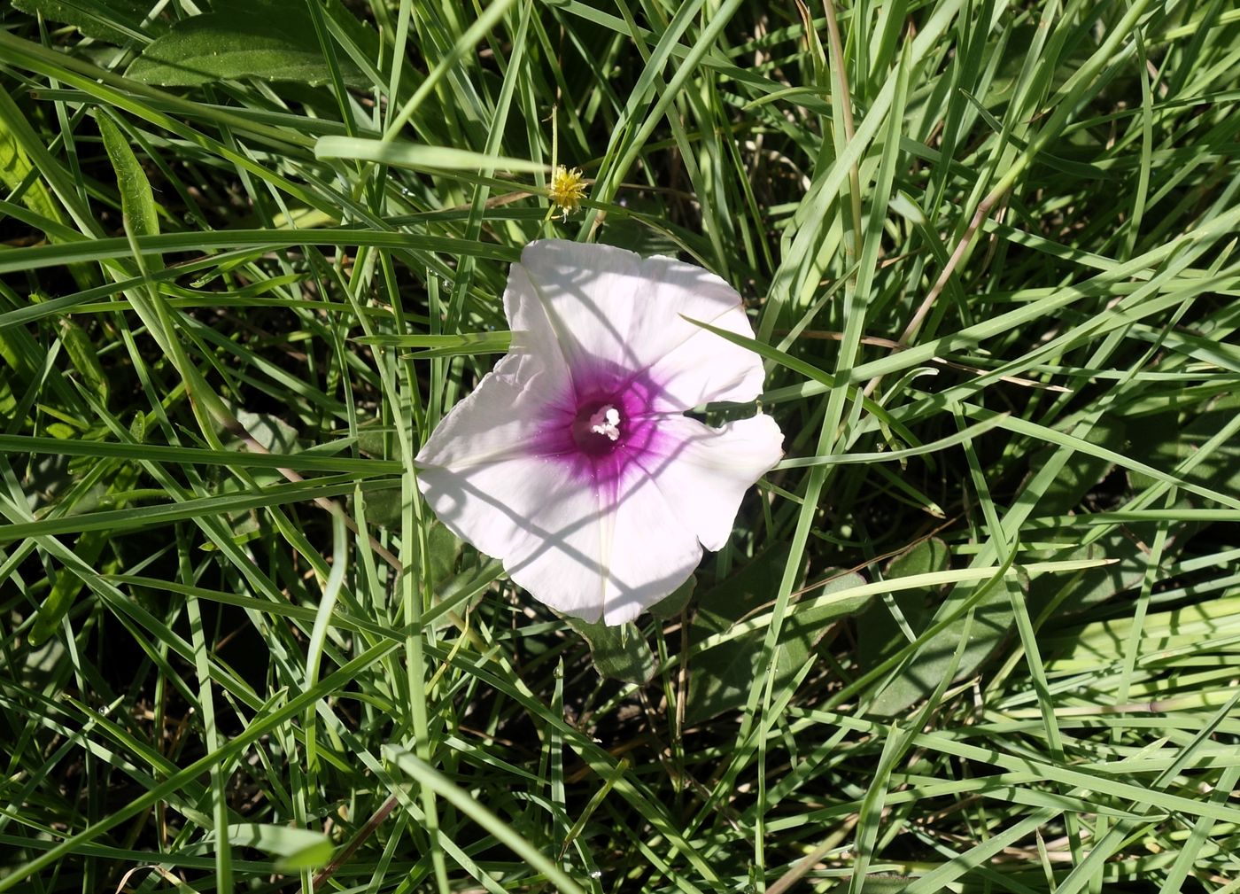 Изображение особи род Ipomoea.