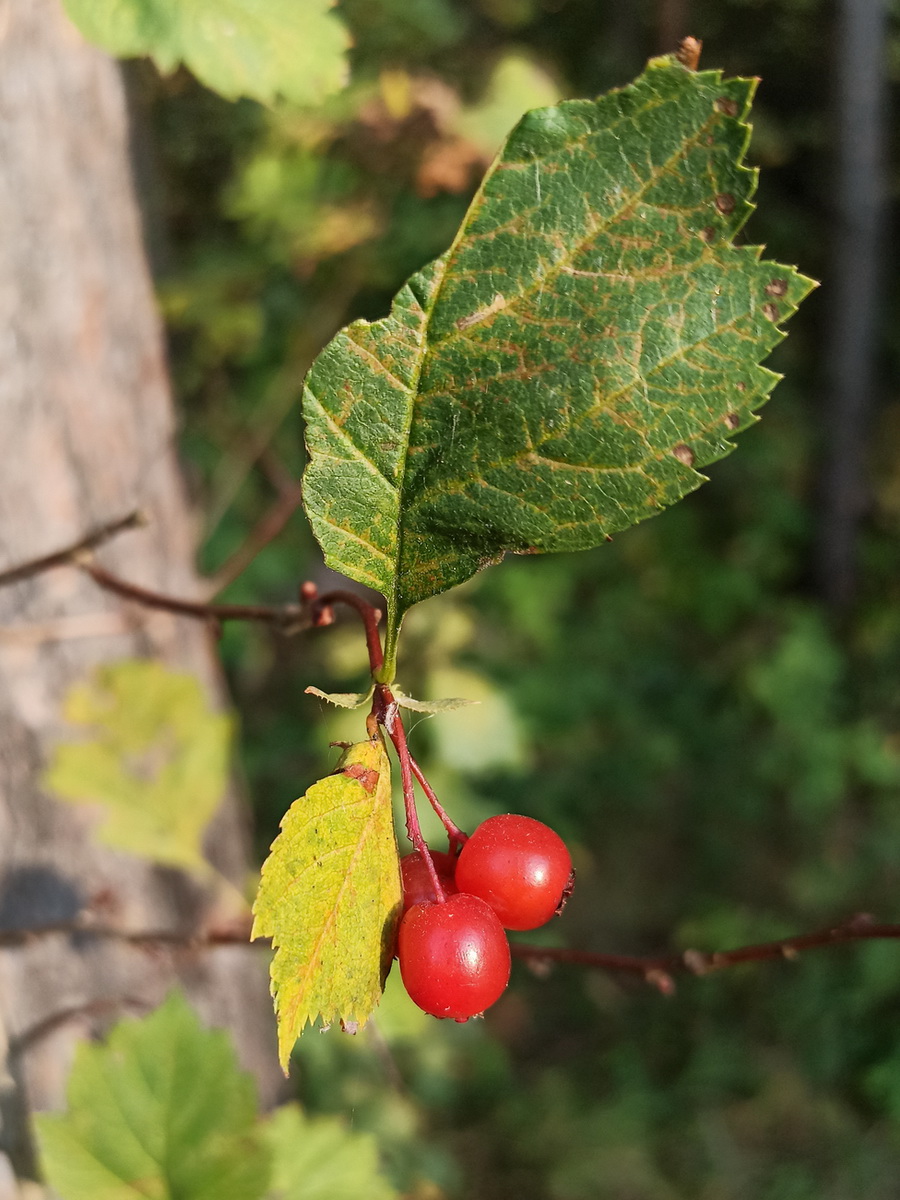 Изображение особи род Crataegus.