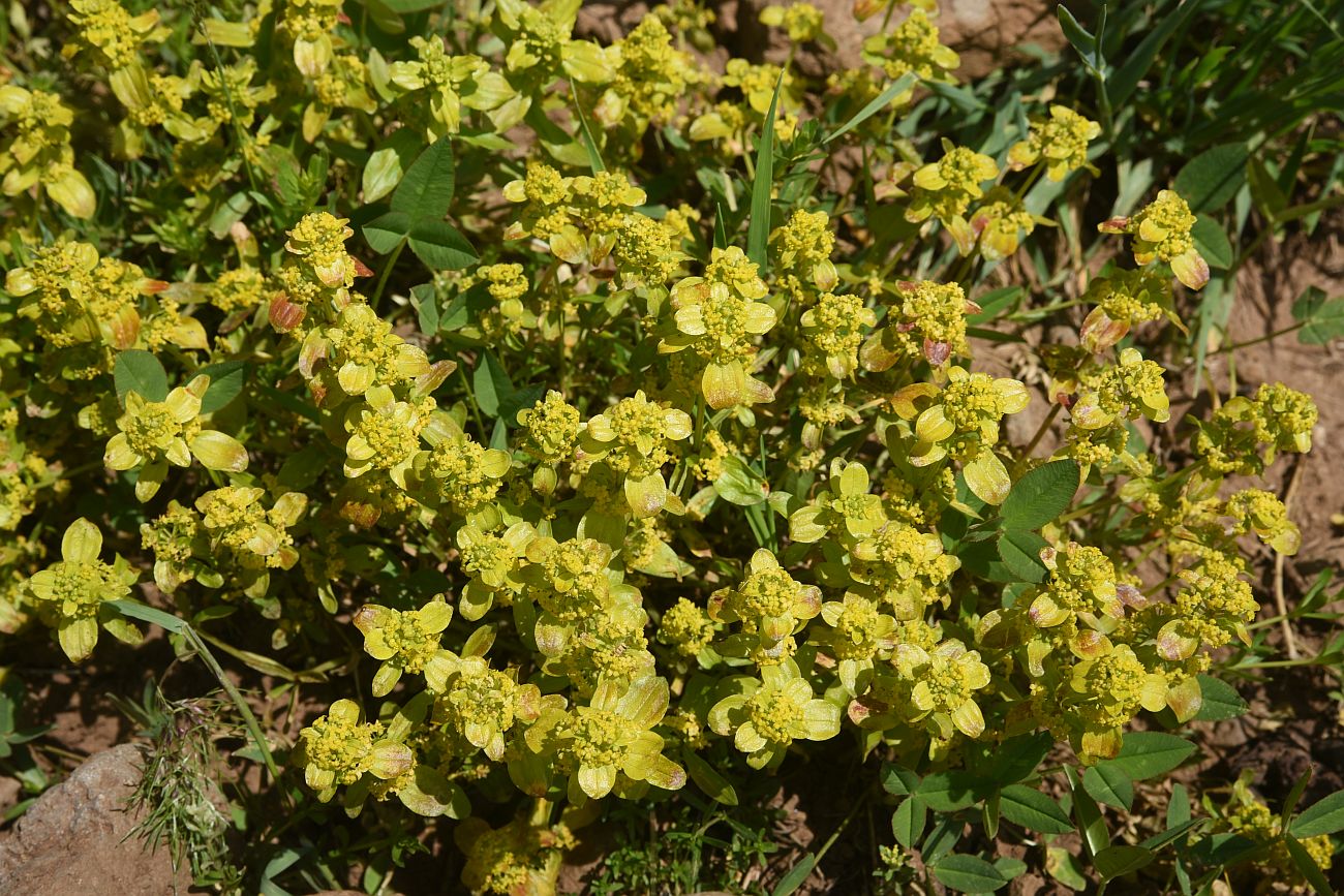 Изображение особи Cruciata taurica.