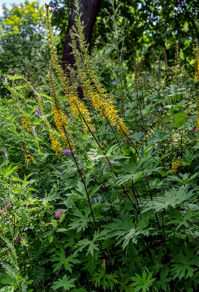 Изображение особи Ligularia przewalskii.