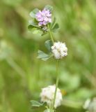 Trifolium tomentosum. Верхушка цветущего и плодоносящего растения. Республика Кипр, г. Лимасол, огороженный земельный участок. 03.04.2026.