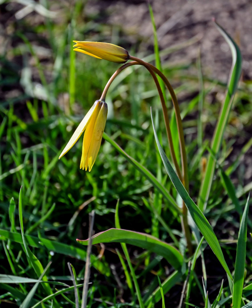 Image of Tulipa biebersteiniana specimen.