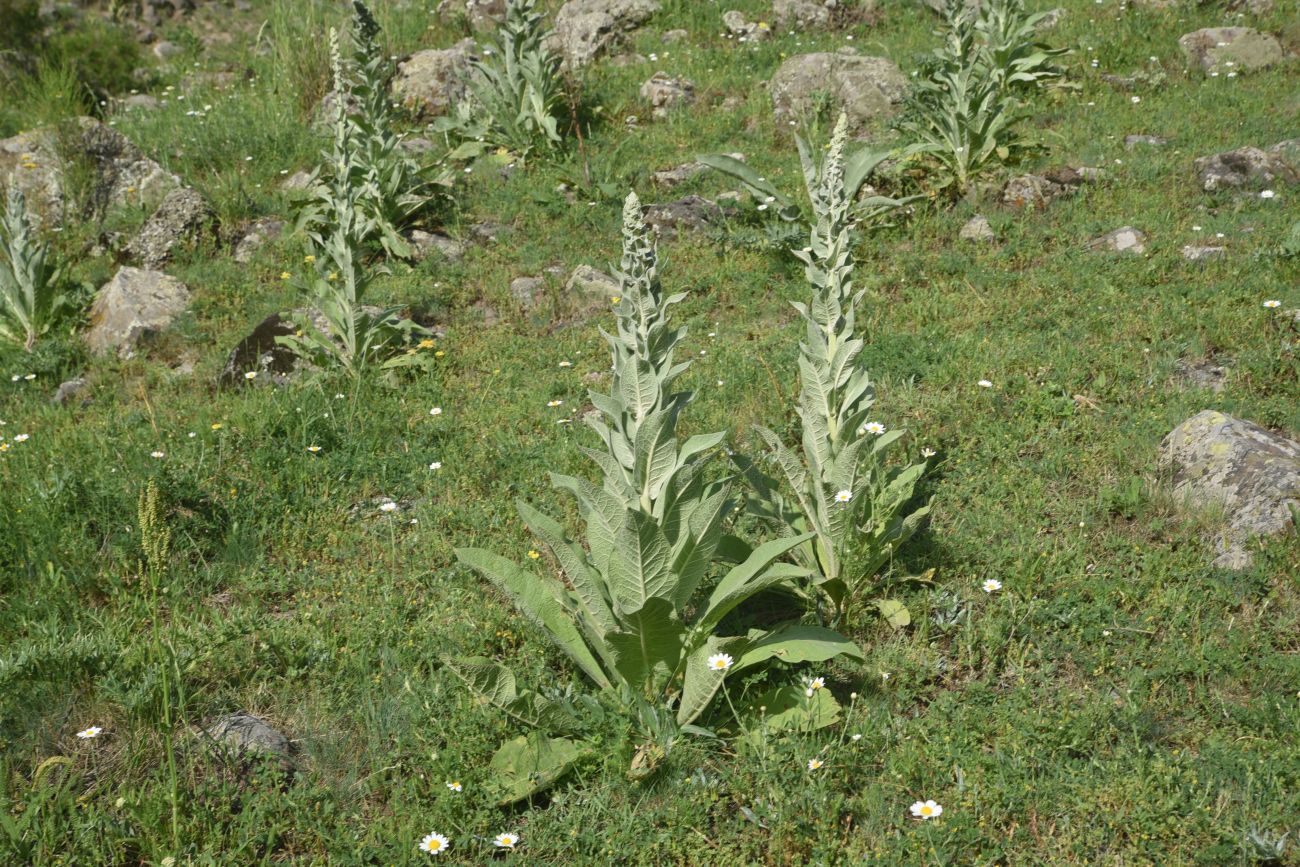 Изображение особи род Verbascum.