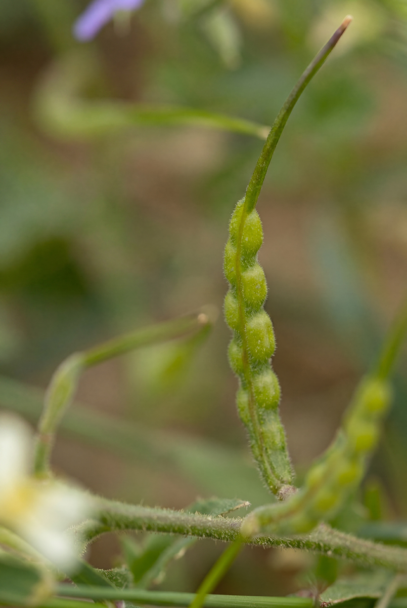 Image of Chorispora iberica specimen.