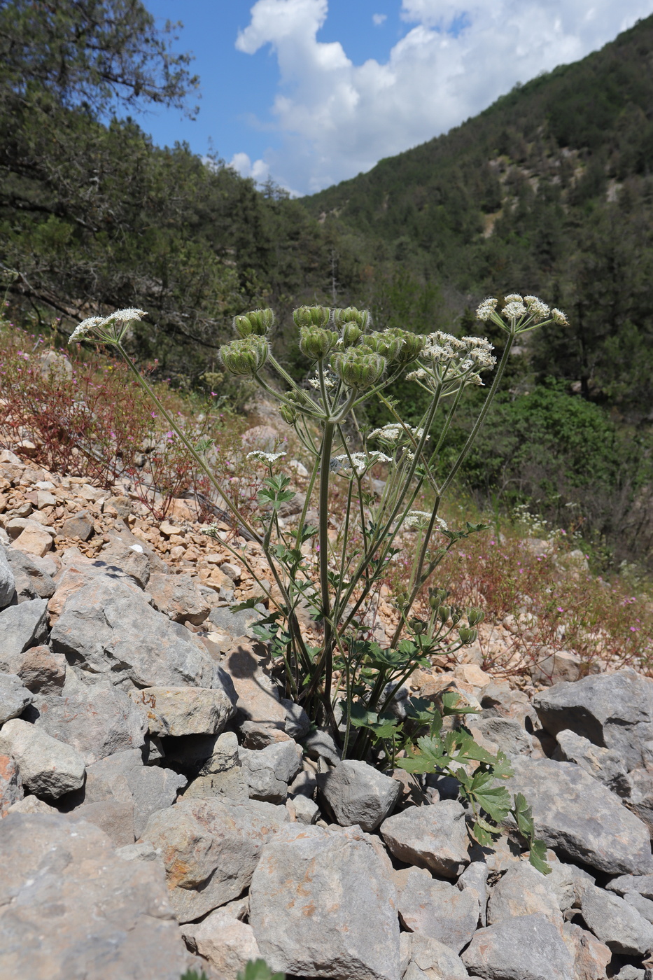 Image of Heracleum ligusticifolium specimen.