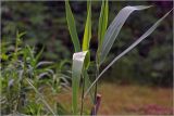 Phragmites australis. Молодые листья на верхушках развивающихся растений. Московская обл., Раменский р-н, окр. дер. Хрипань, садовый участок. 03.06.2026.