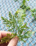 Elaeosticta bucharica. Прикорневой лист. Таджикистан, южный склон Гиссарского хр., басс. р. Варзоб, ущ. Кондара, северо-западный склон, полог шибляка, высота 1250 м н.у.м. 25.06.2026.
