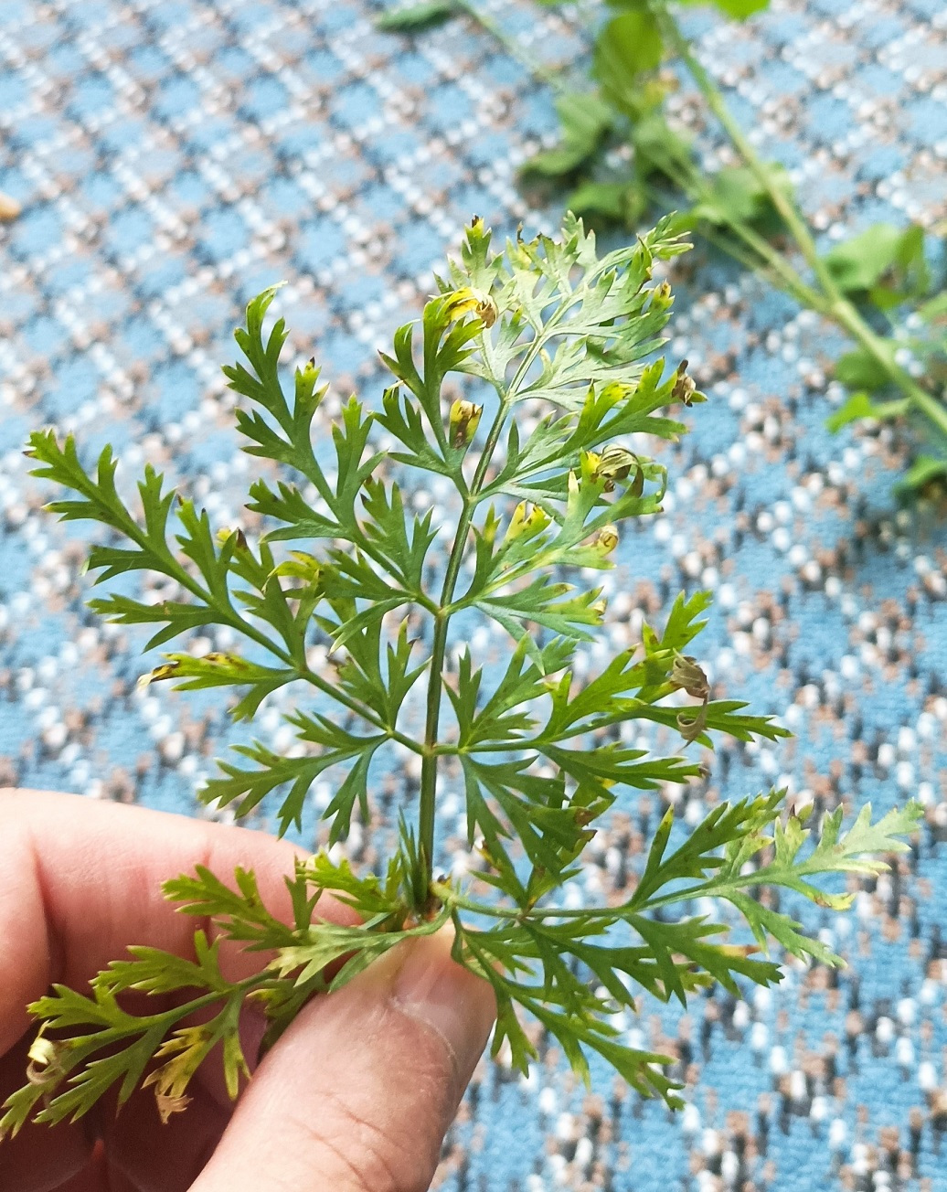 Image of Elaeosticta bucharica specimen.