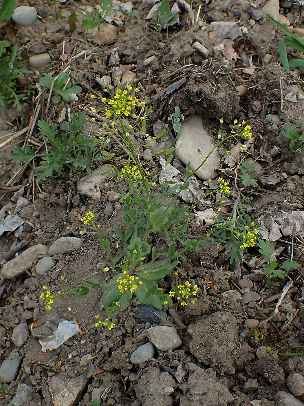Изображение особи Draba nemorosa.