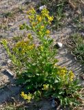 Senecio jacobaea. Цветущее растение. Португалия, г. Лиссабон, берег реки, у дороги. 16.06.2026.
